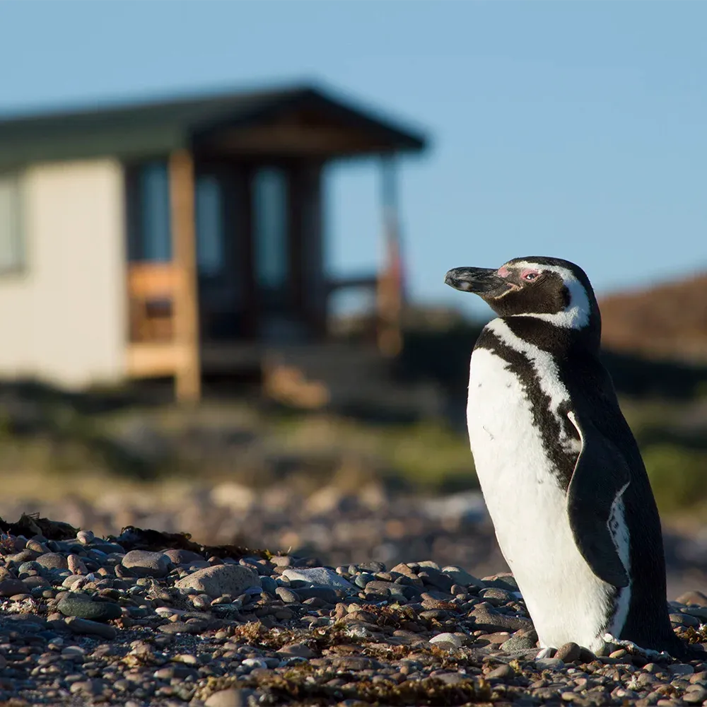 Glamping Ilha Leones