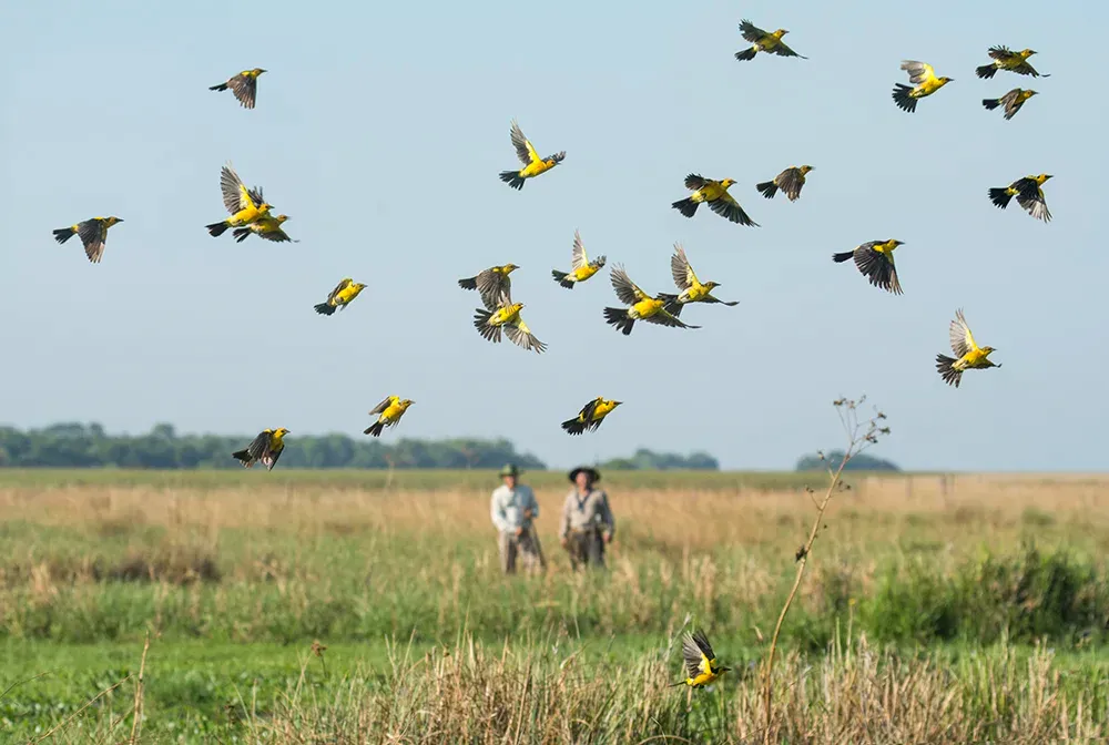 Vogelbeobachtung