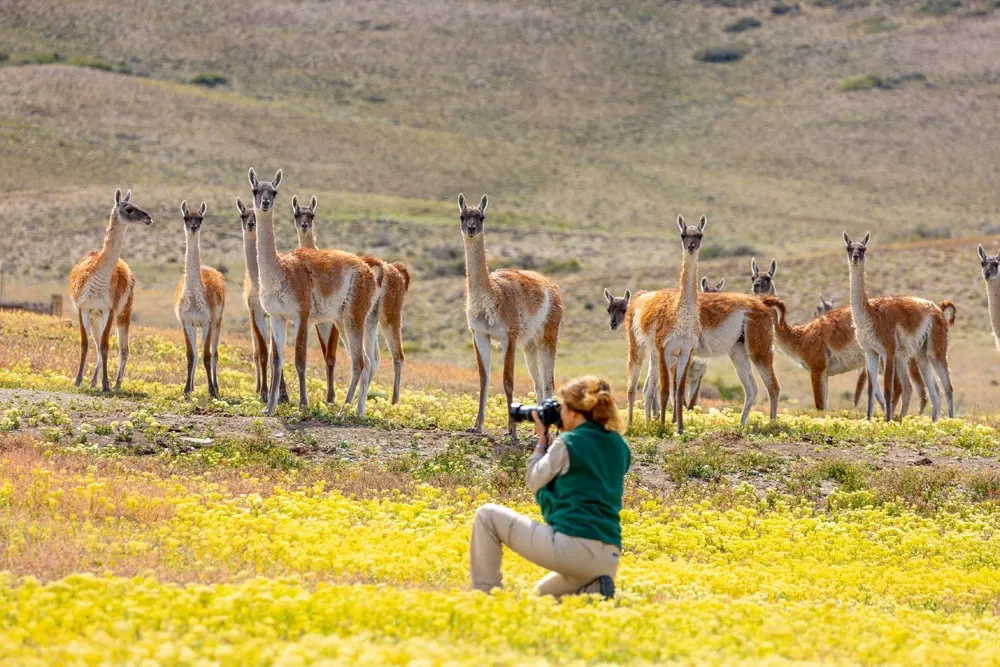 Guanacos