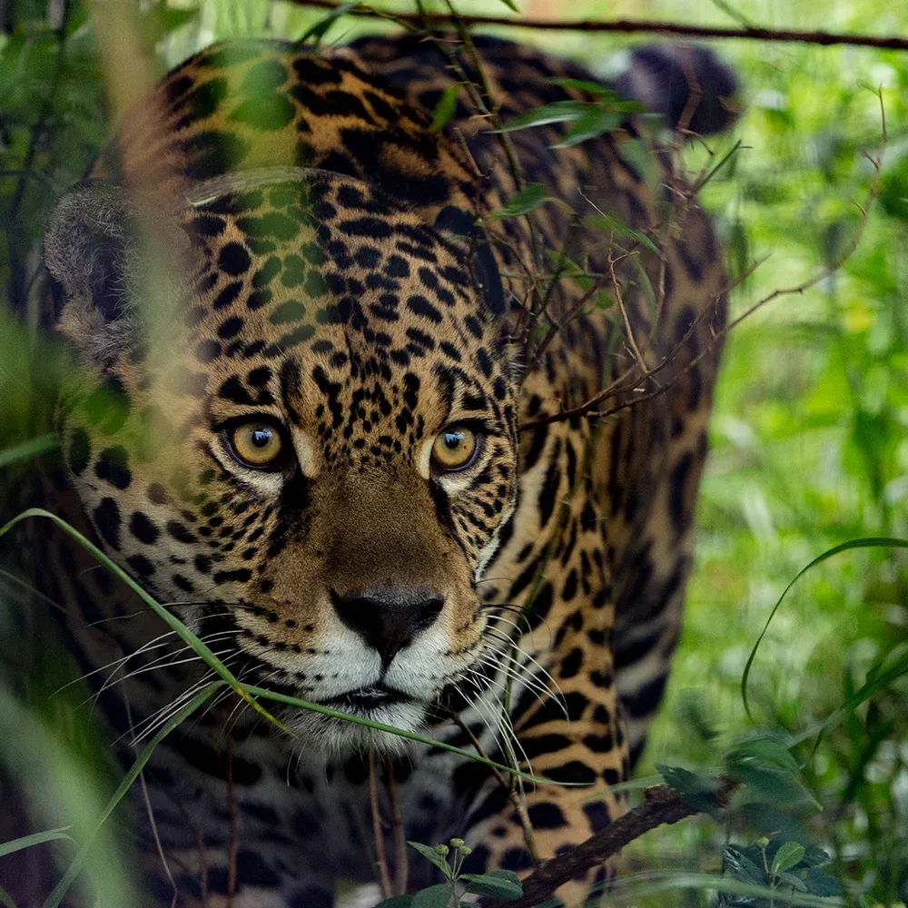 Jaguar