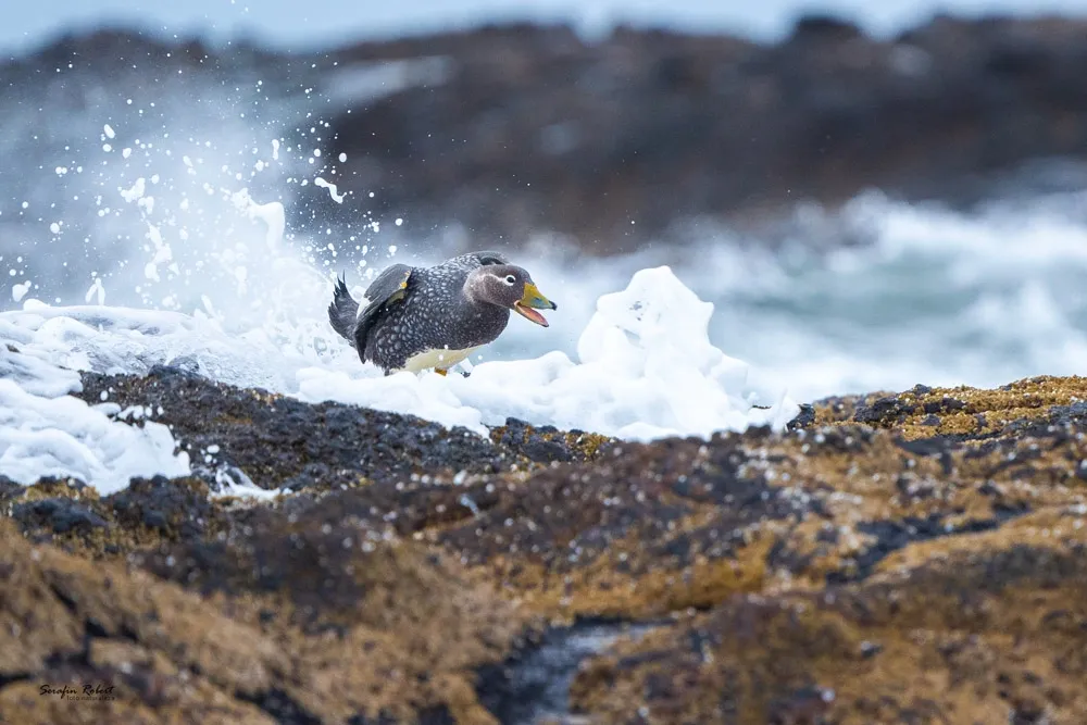 Elephant Seal